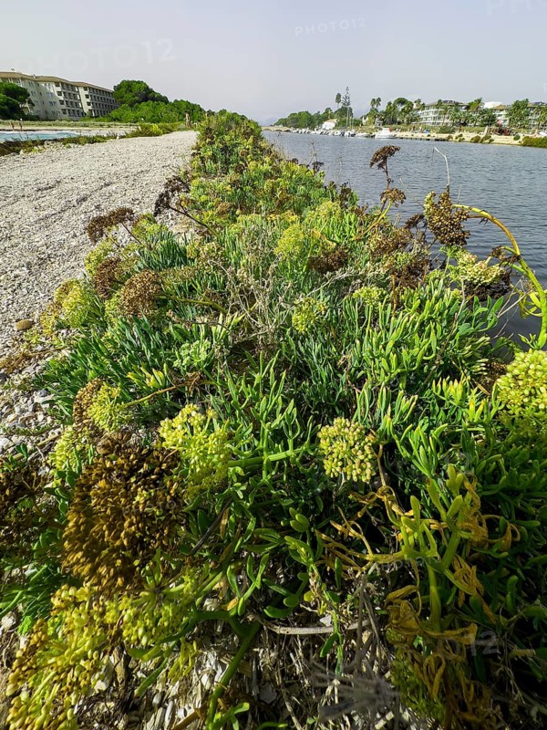 Shore vegetation, various plants, mainly sea fennel, sea fennel, sea bacillus, beach bacillus, bacillus herb, sea parsley, sea thistle, garden bacillus, sea bacillus (Crithmum maritinum)