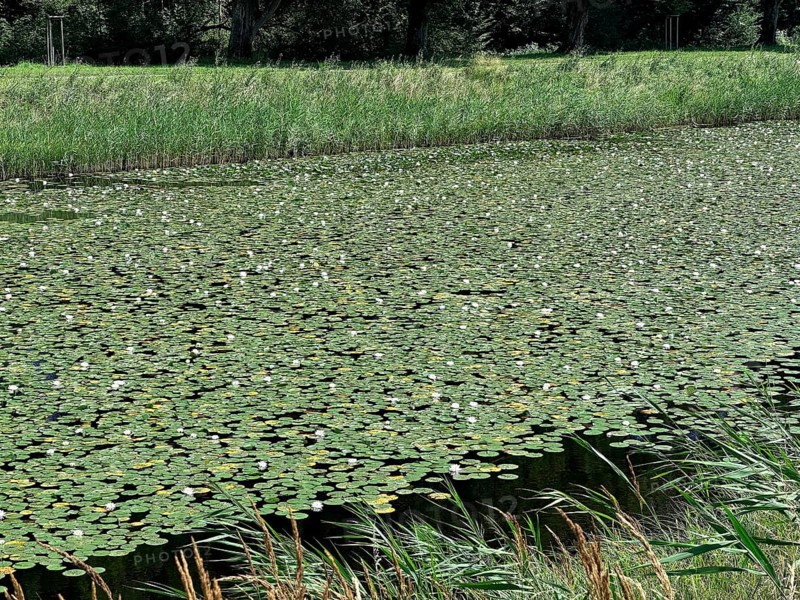European white water lilies, white pond lilies, water lilies (Nymphaea alba) on large canal in front of Herrnchiemsee Castle, Herrenchiemsee Island, Chiemsee, Bavaria, Germany, Europe