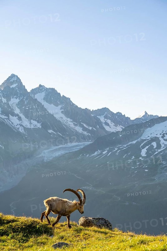 Alpine ibex (Capra ibex), adult male, in front of a mountain landscape in the morning light, behind mountain peak Aiguille d'Argentiere of the Mont Blanc massif, Aiguille Rouges, Chamonix, France, Europe