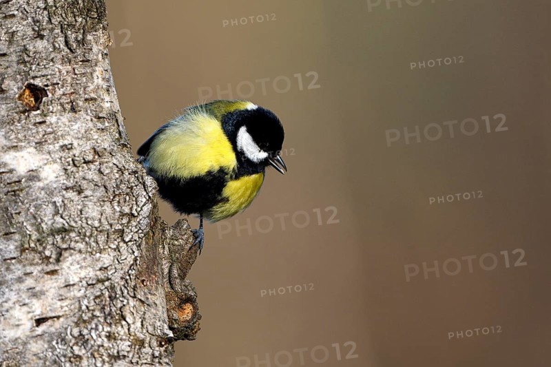 Great tit (Parus major), adult bird, Dingdener Heide nature reserve, North Rhine-Westphalia, Germany, Europe