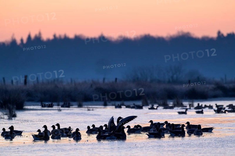 White-fronted Goose (Anser albifrons), at roost, in front of sunrise, dusk, morning, Dingdener Heide Nature Reserve, North Rhine-Westphalia, Germany, Europe