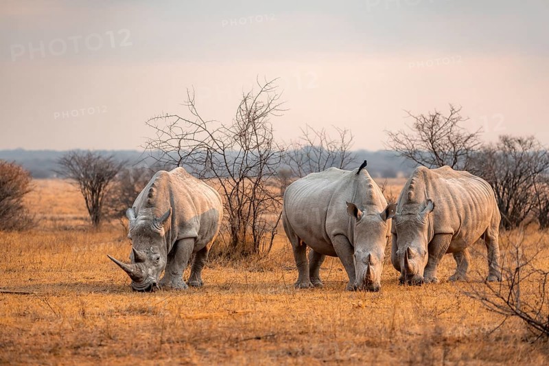 Southern white rhinoceros (Ceratotherium simum simum), three rhinos in the evening light, Khama Rhino Sanctuary, Serowe, Botswana, Africa