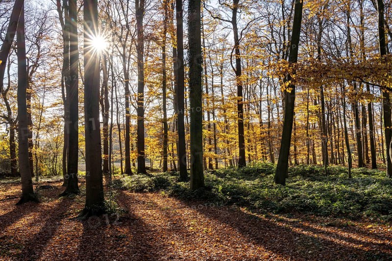 Autumn in the forest near Havixbeck, Münsterland, North Rhine-Westphalia, Germany, Europe