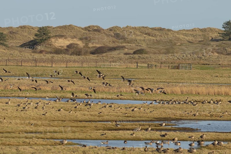 Pink-footed goose (Anser brachyrhynchus) adult geese birds on grassland in winter, Norfolk England, United Kingdom, Europe