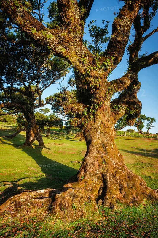 Centuries-old til trees in fantastic magical idyllic Fanal Laurisilva forest on sunset. Madeira island, Portugal, Europe