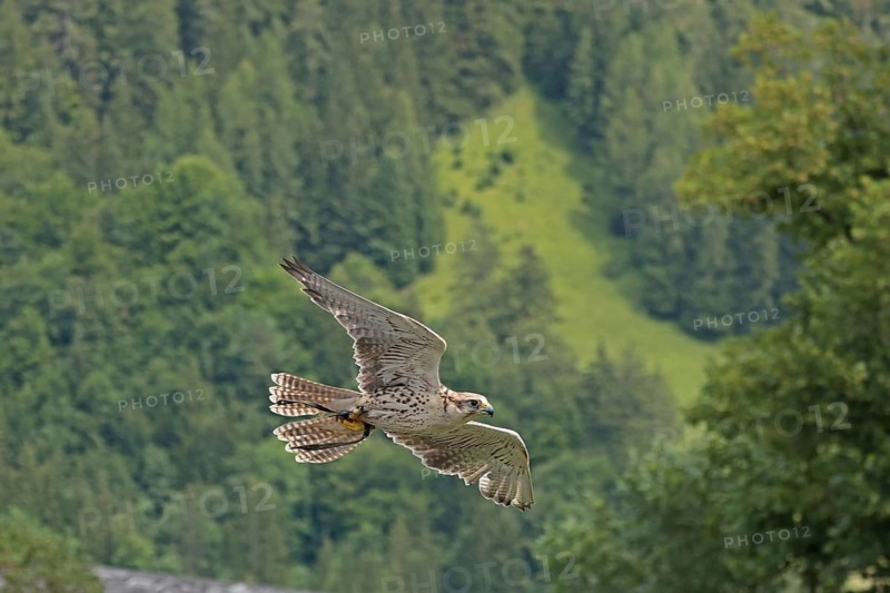 Saker falcon (Falco cherrug) at Hohenwerfen Castle, Salzburger Land, Austria, Europe