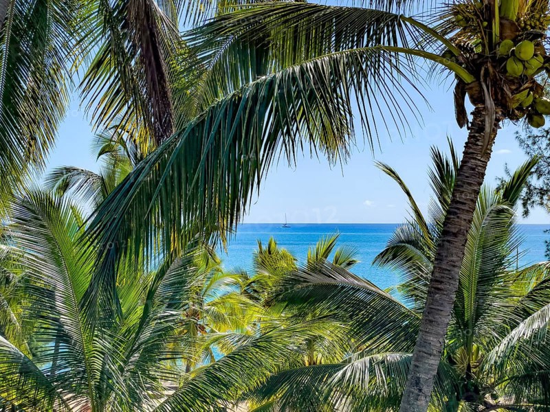 View from an elevated position through coconut palms (Cocos nucifera) to the blue Indian Ocean, Mauritius, Africa