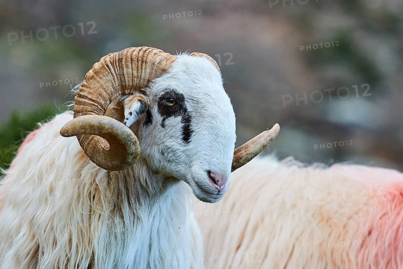 A ram with curved horns looks to the side, near the Kallikratis Gorge, Lefka Ori, White Mountains, mountain massif, west, Crete, Greece, Europe