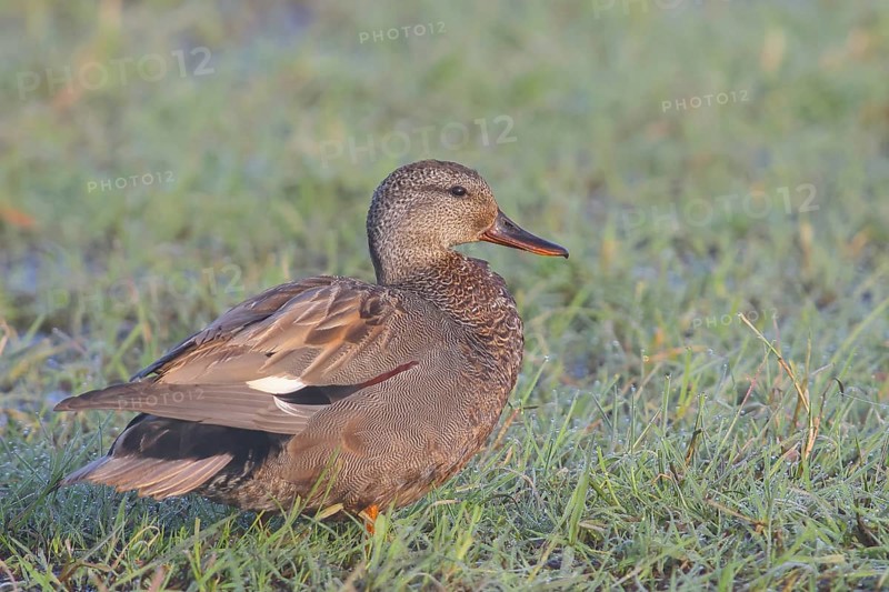 Gadwall (Mareca strepera) male in a wet meadow, morning dew, wildlife, nature photography Ochsenmoor, Dümmer See, Hüde, Lower Saxony, Germany, Europe
