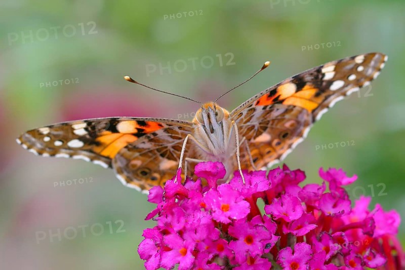Painted lady (Vanessa cardui) sitting on butterfly-bush (Buddleja davidii), butterfly bush, in a natural environment in the wild, wildlife, insects, butterflies, butterflies, Siegerland, North Rhine-Westphalia, Germany, Europe