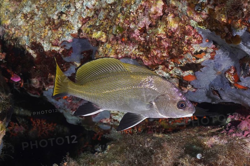 Mullet (Sciaena umbra) next to a rocky underwater area. Dive site Giens Peninsula, Provence Alpes Côte d'Azur, France, Europe