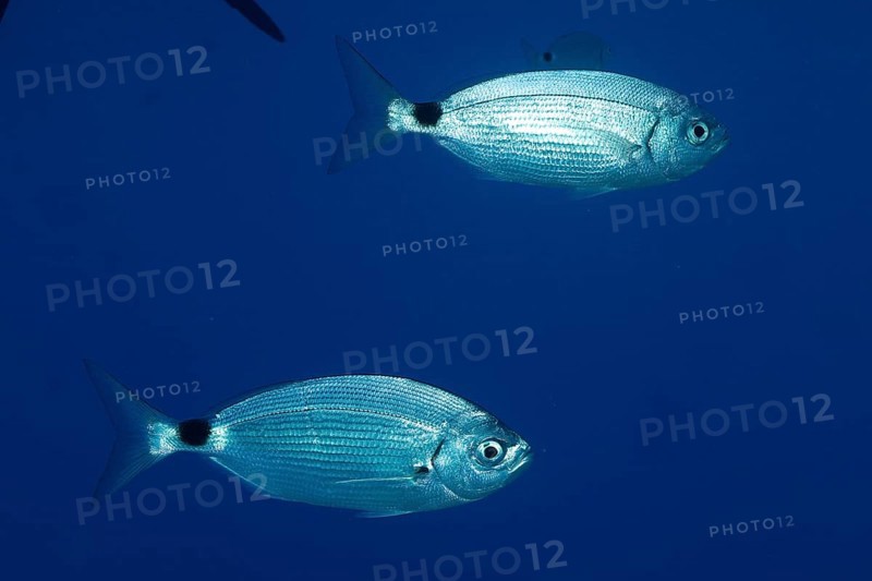 Two silvery fish, ribbon bream (Oblada melanura), swim together in the deep blue ocean. Dive site marine reserve Port Cros, Provence Alpes Côte d'Azur, France, Europe