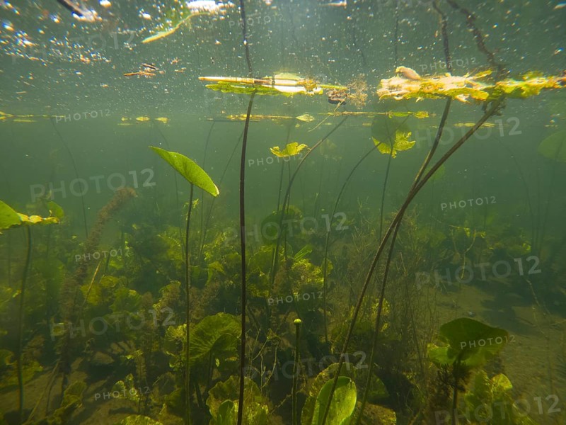 Pond roses (Nuphar lutea), under water, Lower Austria