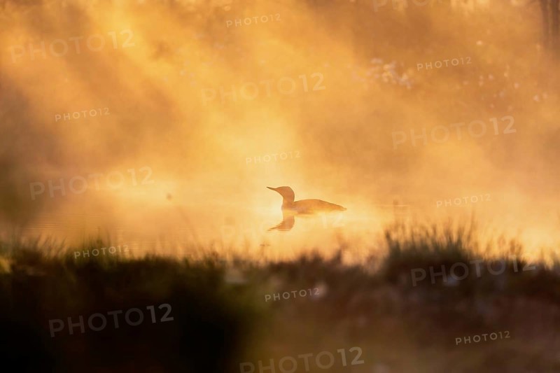 Red-throated loon (Gavia stellata) in a sunspot in a misty sunrise on a bog lake