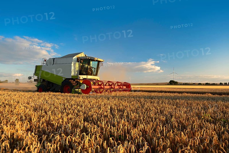 Combine harvester harvesting wheat (Triticum) in the evening light in a cornfield, wheat field under a blue sky, Saalekreis, Saxony-Anhalt, Germany, Europe