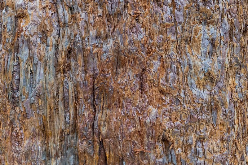 Sequoia bark (Sequoioideae), tree bark, tree trunk, nature, tree, plant, old, structure, texture