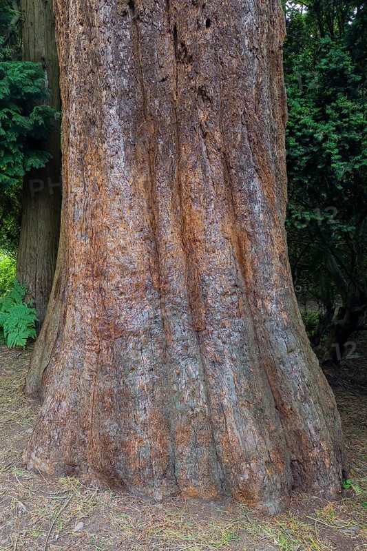 Sequoia (Sequoioideae), tree trunk, bark, nature, tree, plant, old, Piesberg, Osnabrück, Germany, Europe