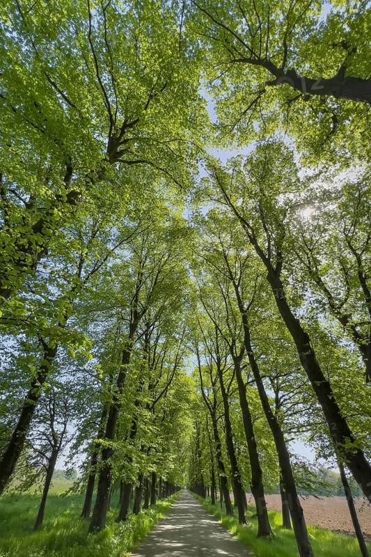 Tree avenue, trees, avenue, nature, cycle path, cycle track, recreation, climate, sunlight, leaves, canopy, Germany, Europe