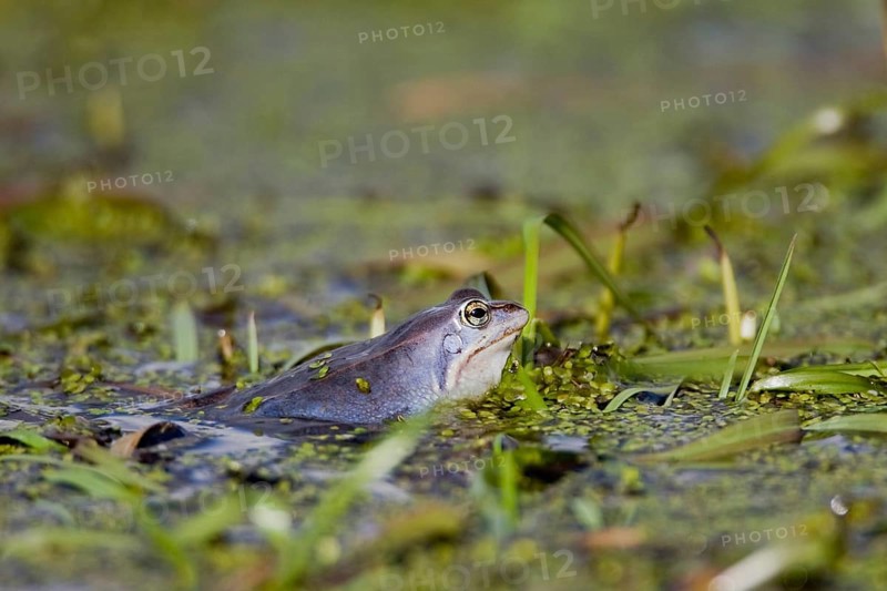 Moor frog mating, (Rana arvalis), Lake Hornborga, Sweden, Europe