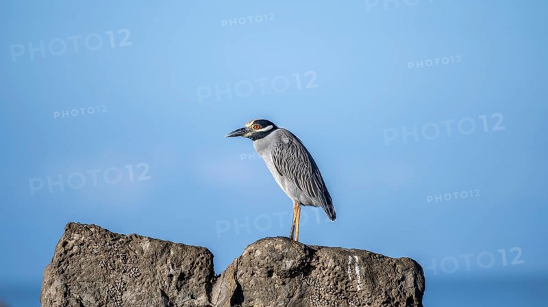 Yellow-crowned night heron (Nyctanassa violacea, Syn.: Nycticorax violaceus) sitting on stone, Costa Rica, Central America