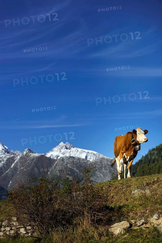 Cow with cowbell in the Swiss Alps, free-range, cattle farming, Valais, Switzerland, Europe