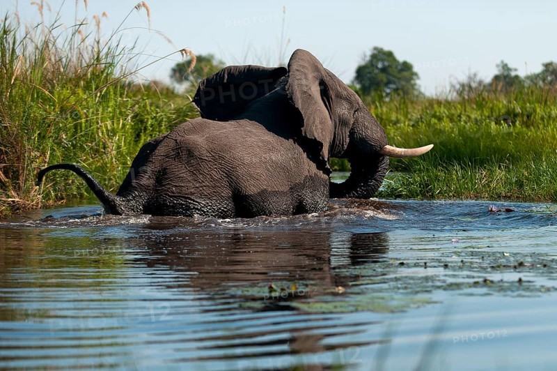Elephant (Loxodonta africana), on the run, fear, danger, running, river, dangerous, wild animal, poacher, hunting, running away, in the Moanachira River in Moremi National Park in Botswana