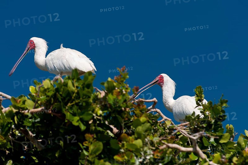 African red-faced spoonbill, spoonbill, bird, ibis, wilderness, free-living, safari, fauna, wildlife, in Moremi National Park, Botswana, Africa