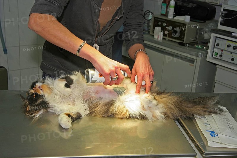 Neutering a cat, vet, Persian cat, disinfecting the wound after neutering