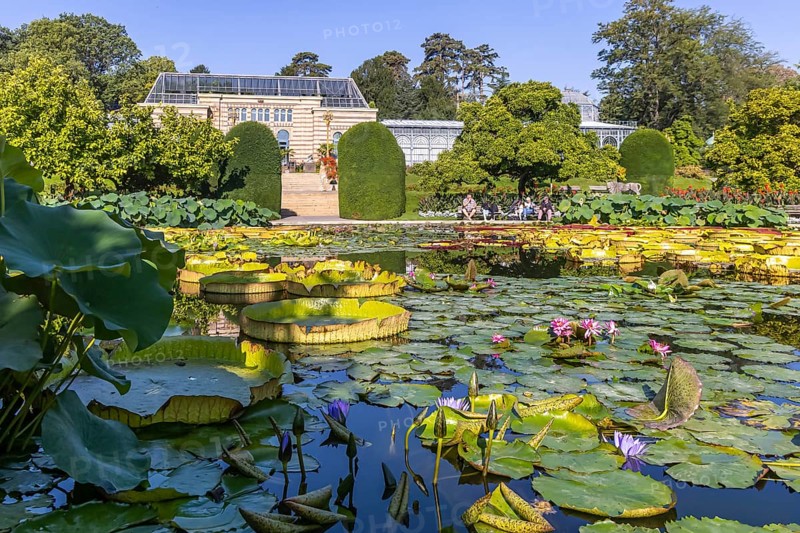Water lily pond in the Zoological-Botanical Garden, Moorish Garden of the Zoo, Stuttgart, Baden-Württemberg, Germany, Europe
