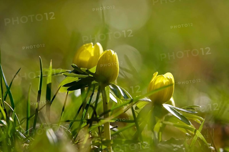 Winter aconites (Eranthis hyemalis), Germany, Europe