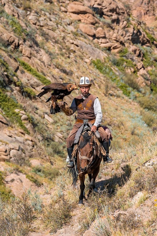 Traditional Kyrgyz eagle hunter with eagle in the mountains, hunting on horseback, near Kysyl-Suu, Kyrgyzstan, Asia