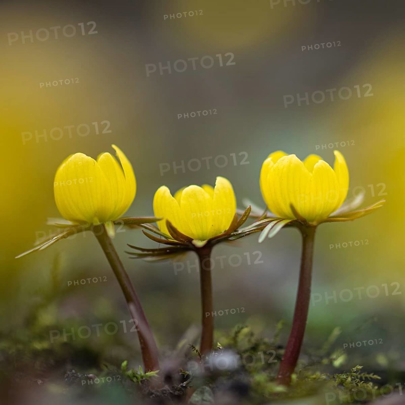 Winter aconite (Eranthis hyemalis) in bloom, plant, flower, early bloomer, yellow, Hanover, Lower Saxony, Germany, Europe