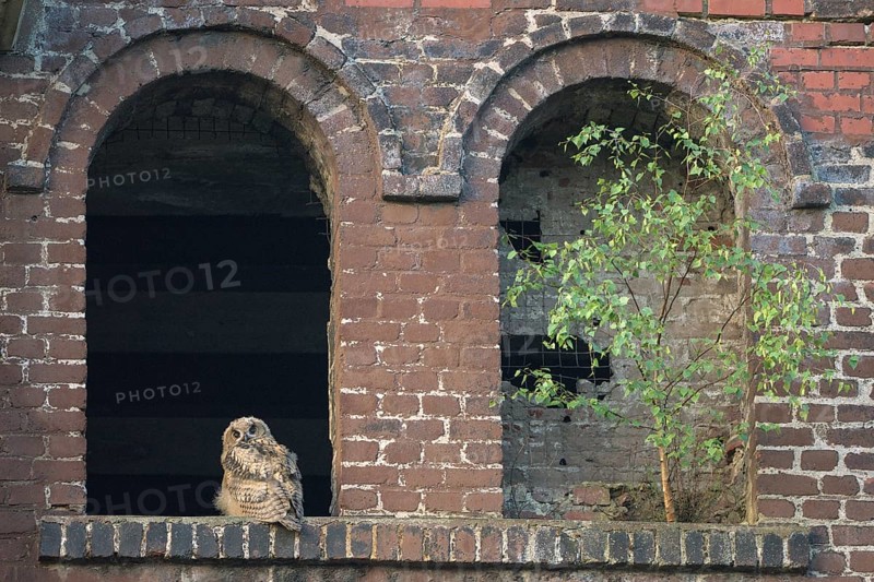 Eurasian eagle-owl (Bubo bubo), fledgling, in an old window of the Malakow tower, industrial wasteland, Ewald colliery, Herten, Ruhr area, North Rhine-Westphalia, Germany, Europe