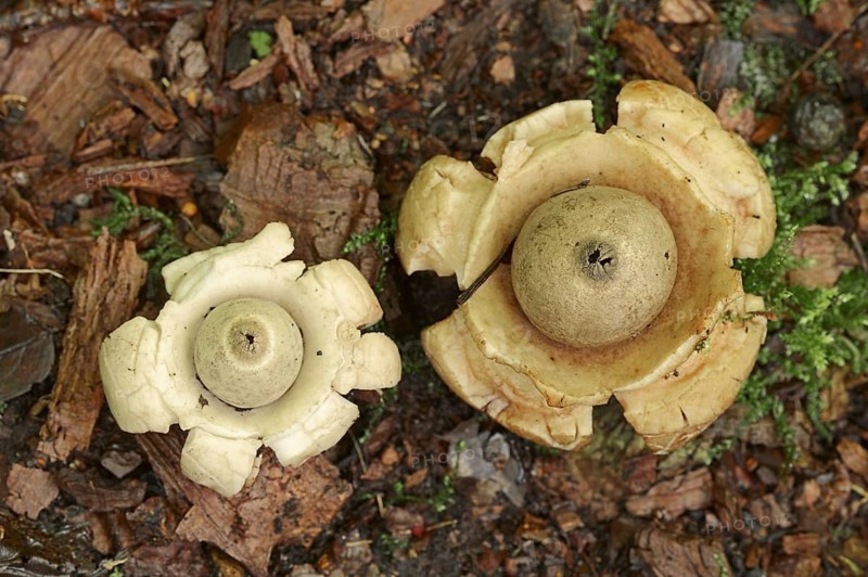 Collared earthstar (Geastrum triplex), North Rhine-Westphalia, Germany, Europe