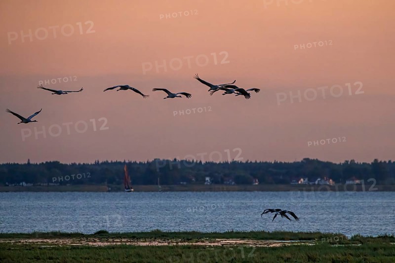 Schwäne fliegen in einer Reihe über einen See gegen einen orangefarbenen Sonnenuntergangshimmel, Kraniche auf dem Darß