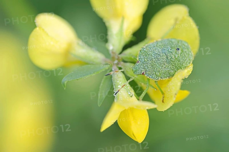 Green stink bug or green shield bug (Palomena prasina), nymph on common horned clover (Lotus corniculatus), North Rhine-Westphalia, Germany, Europe