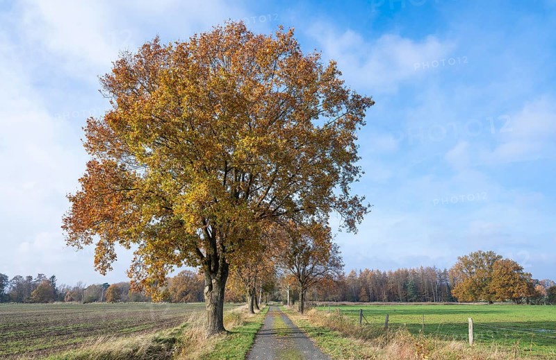Farm road, agricultural road, English oak (Quercus robur) autumnal colours, blue sky, white clouds, Lower Saxony, Germany, Europe