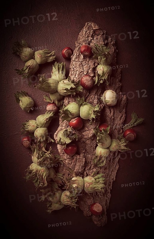 Fresh, green hazelnuts, close-up, on the bark of a walnut tree, uncleaned, top view, rustic, no people
