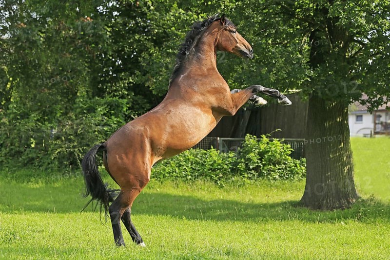 Westphalian Warmblood, Westphalian