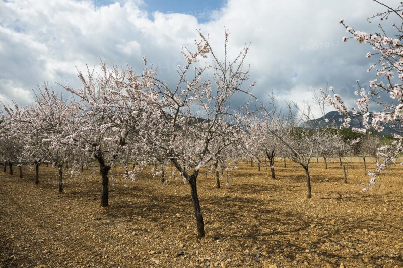 Flowering almond trees (Prunus dulcis), near Alaró, Serra de Tramuntana, Majorca, Balearic Islands, Spain, Europe