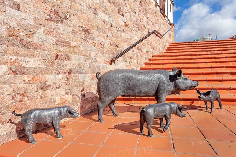 Group of piglets at Plaza Candelaria, Ingenio, Gran Canaria, Canary Islands, Spain, Ingenio, Gran Canaria, Canary Islands, Spain, Europe
