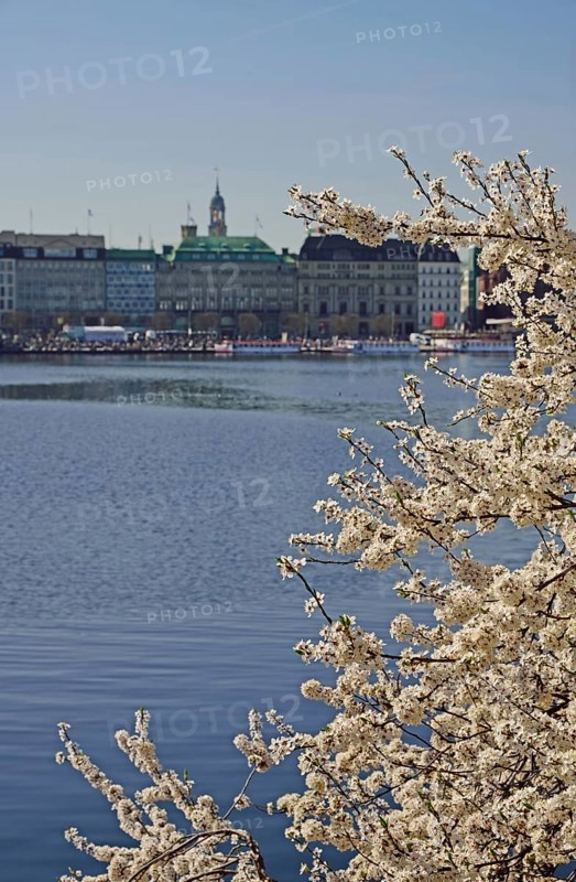 Europe, Germany, Hamburg, City, Inner Alster Lake, Tree blossom, View to the Michel, japanese cherry (Prunus serrulata), Europe