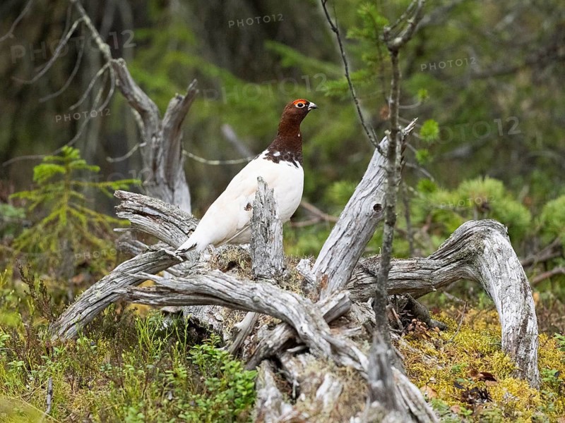 Willow ptarmigan (Lagopus lagopus) male, in summer plumage, perched on a dead tree stem, in a wood, May, Finnish Lapland