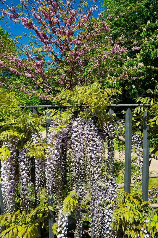 A garden with flowering wisteria and pink blossom trees against a clear blue sky, Wisteria, Wisteria, Wisteria, Wisteria, Wisteria, Wisteria, Wisteria, Wisteria, Wisteria, Wisteria, Wisteria, Wisteria, Wisteria, Wisteria, Wisteria, Wisteria, Wisteria, Wisteria, Wisteria, Wisteria, Wisteria