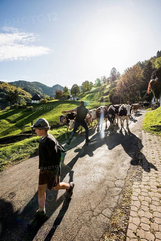 Alpine cattle drive, Münstertal, Southern Black Forest, Black Forest, Baden-Württemberg, Germany, Europe