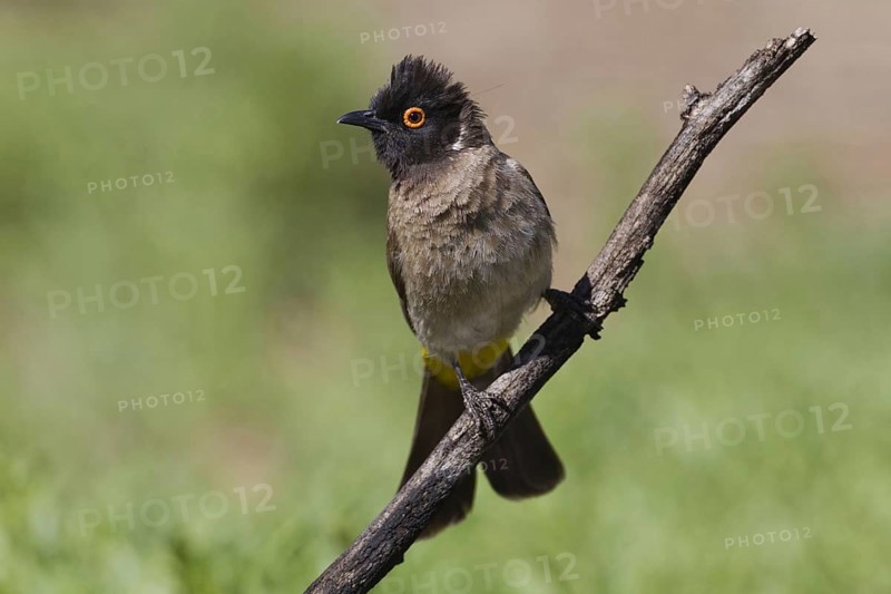 Masked Bulbul, (Pycnonotus nigricans) near the waterhole of Ondekaremba Farm, Namibia, Africa, Africa