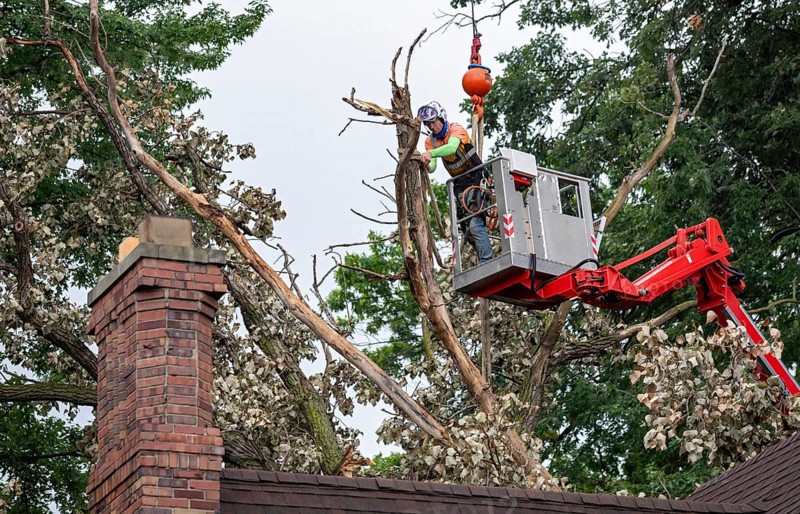 Detroit, Michigan, A storm with 70mph wind gusts blew down a 15-ton, 110-foot cottonwood, damaging three homes in the Morningside neighborhood. A dozen workers used two cranes, bucket trucks, and other equipment to remove the tree