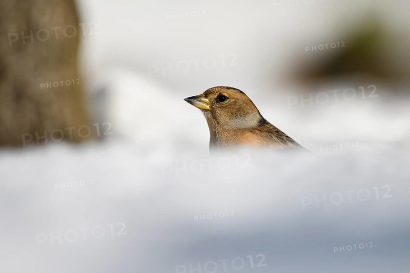 Brambling (Fringilla montifringilla), female, in the snow, winter feeding, Oberhausen, Ruhr area, North Rhine-Westphalia, Germany, Europe