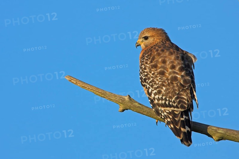 Red-shouldered hawk (Buteo lineatus), Venice Landfill, Venice, Florida, USA, North America