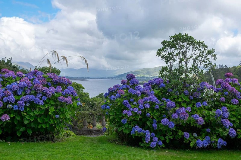 Garden of Glanleam House, Valentia Island, County Kerry, Ireland, Europe